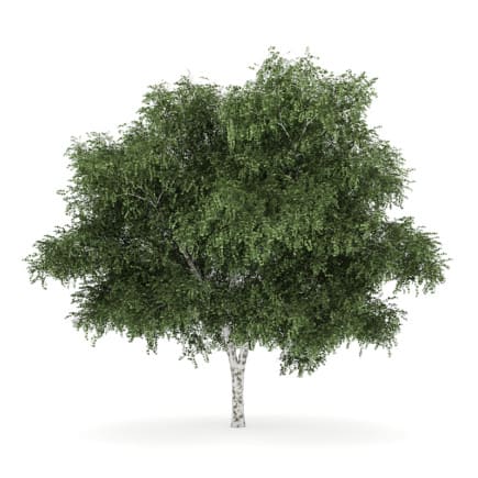 Silver Birch 4 (Betula pendula)