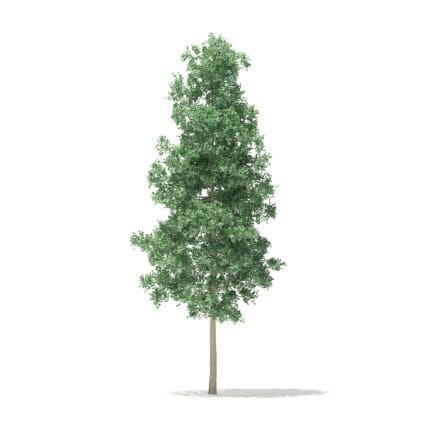 Quaking Aspen 3D Model 5.6m
