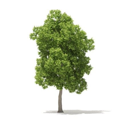 American Elm 3D Model 8.5m