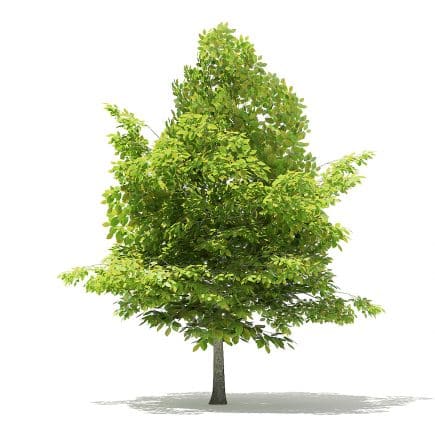 American Beech 3D Model 3.8m