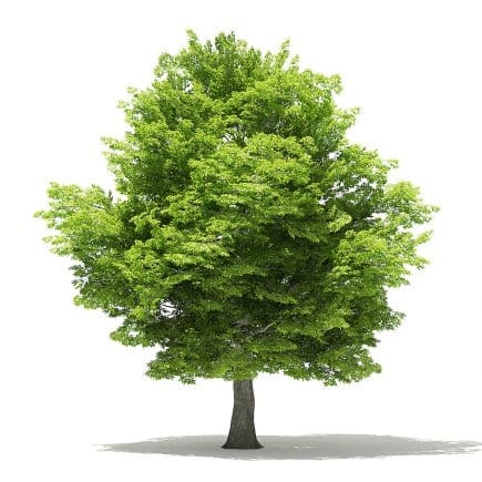 American Hornbeam 3D Model 9.4m