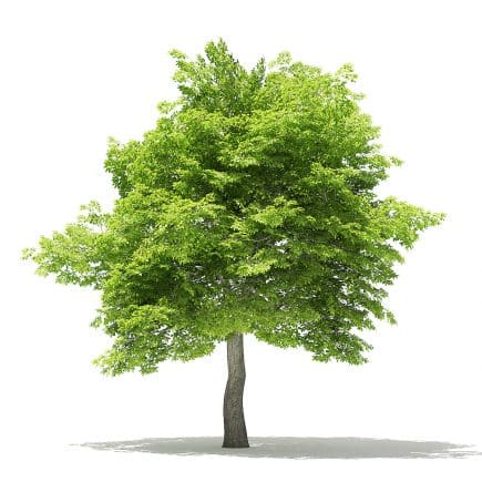American Hornbeam 3D Model 8.3m