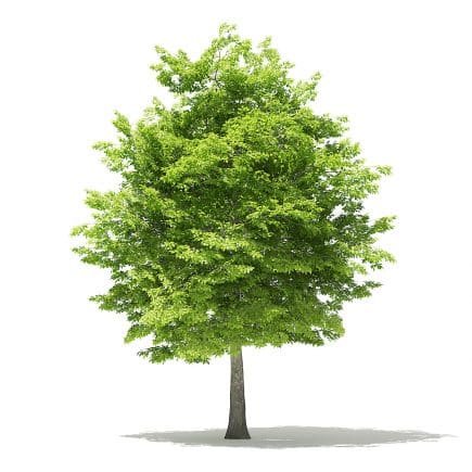 American Hornbeam 3D Model 8.4m
