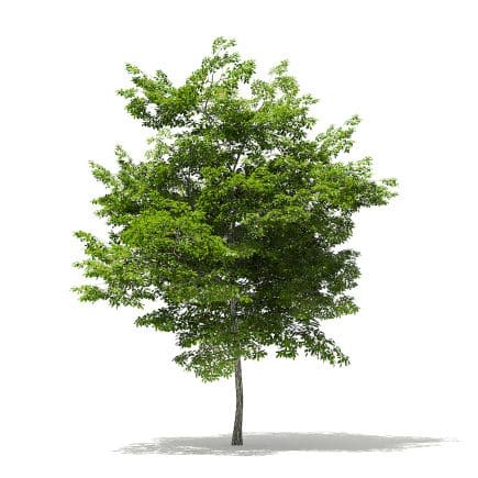 Scotch Elm 3D Model 6.8m