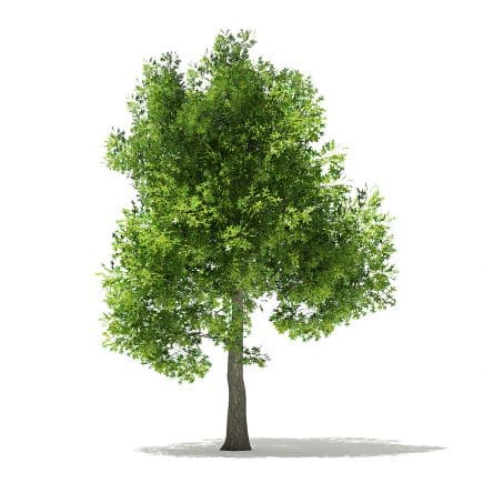 Pin Oak 3D Model 7m