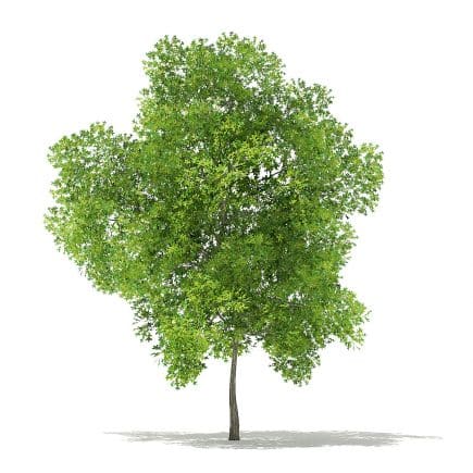 Pin Oak 3D Model 7.8m