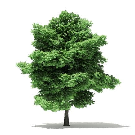 Silver Maple 3D Model 15m