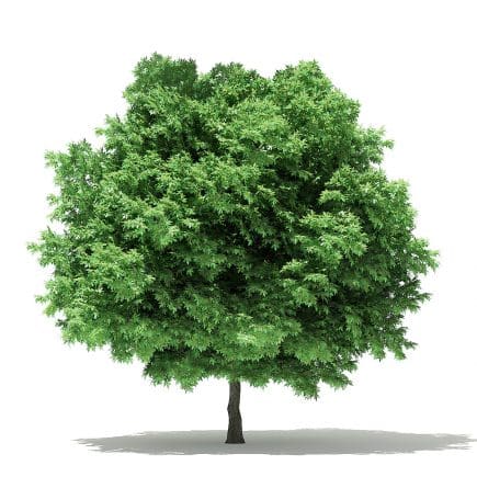 Silver Maple 3D Model 6.5m