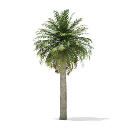 Chilean Wine Palm 3D Model 8m