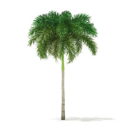 Foxtail Palm Tree 3D Model 7.4m