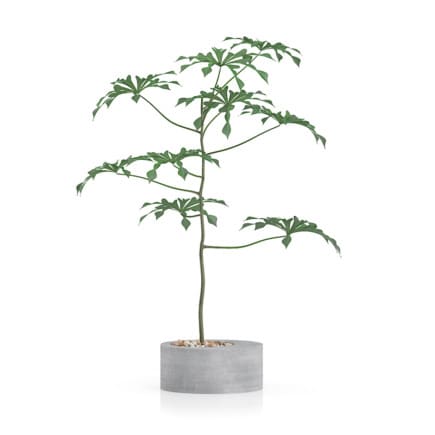 Plant in Concrete Pot