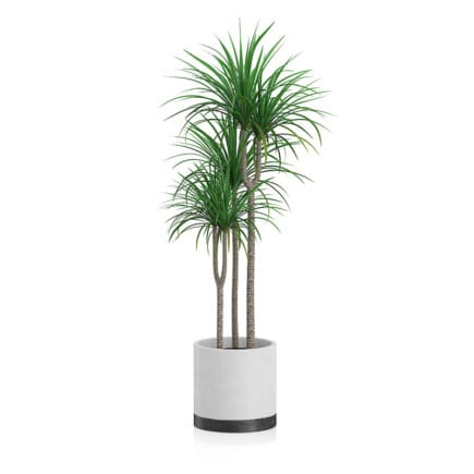 Potted Dracena Plant