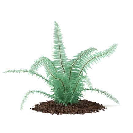 3d Fern