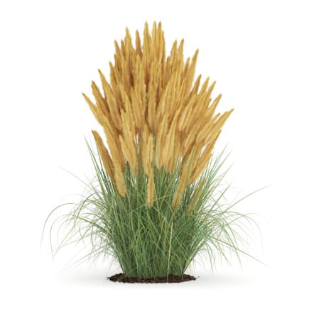 3d Ornamental Grass