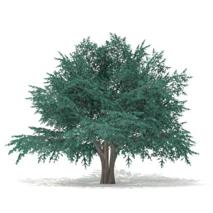3d Blue Atlas Cedar
