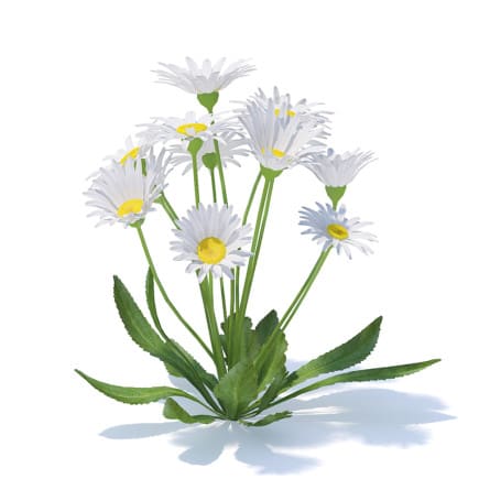Daisies 3D Model