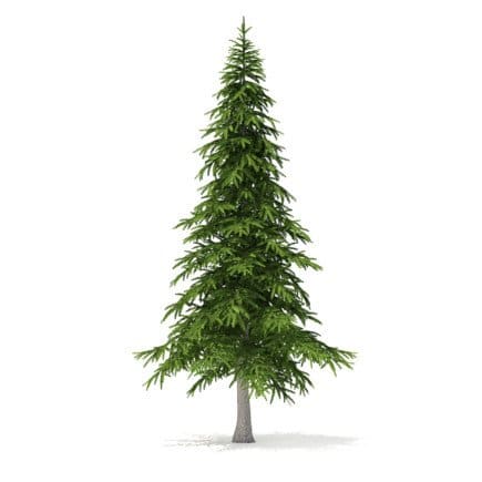 Fir Tree 3D Model 5.9m