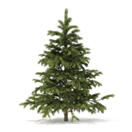 Pine Tree 3D Model 2.3m
